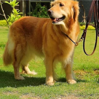 Foto 3 | Correa De Perro De Cuero Real Con Dispositivo De Rastreo Gps Para Perros Grandes - Venta Internacional.
