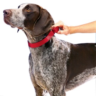 Foto 2 | Collar Martingale Petsafe 1 Grande Para Perros, Rojo - Venta Internacional.