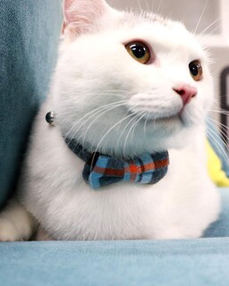 Foto 2 | Collar Para Gatos Joytale Mejorado Con Bells Breakaway Haze Blue - Venta Internacional.
