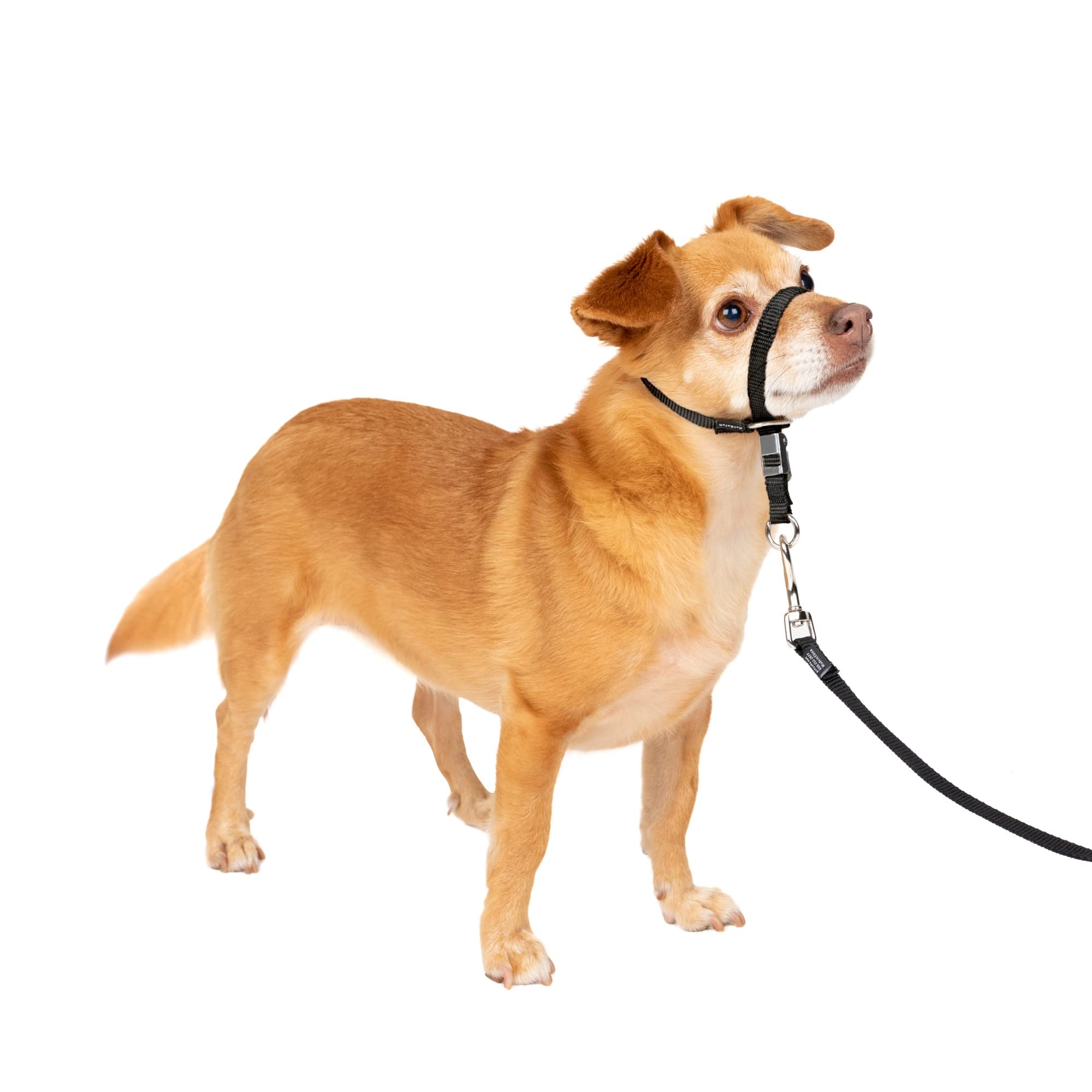 Collar Para Perro Petsafe Gentle Leader No-pull Petite Black - Venta Internacional.