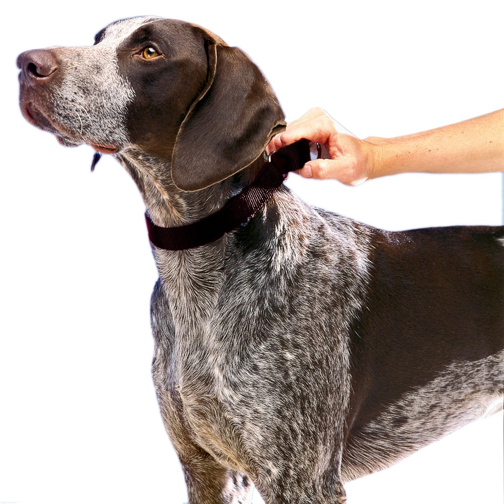 Foto 3 pulgar | Collar Martingale Petsafe 1 Grande Para Perros, Negro - Venta Internacional.