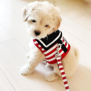 Foto 2 | Arnés Ajustable Para Perros Huoguo Cn De Dog Apparel - Venta Internacional.