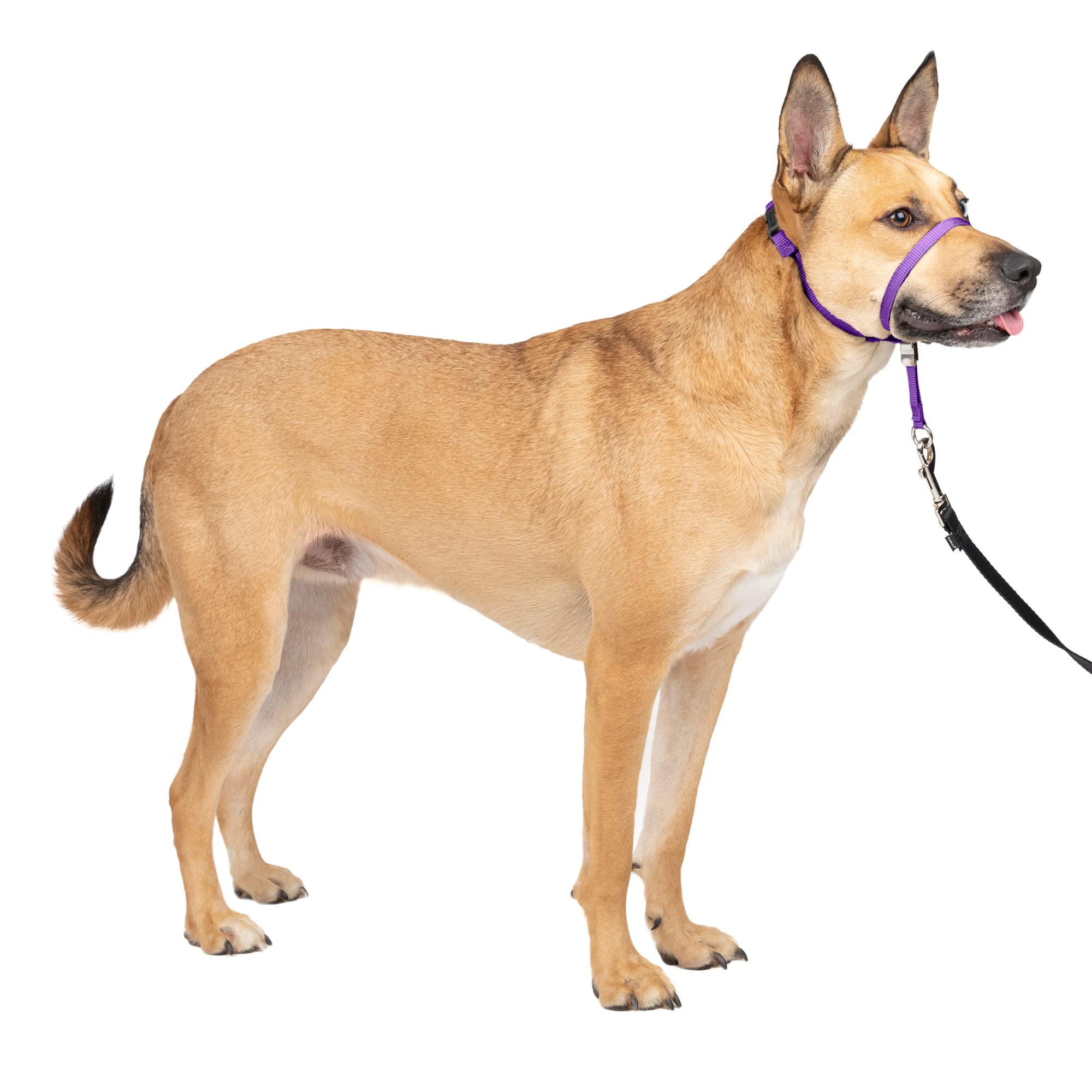 Collar Para Perro Petsafe Gentle Leader No-pull Deep Purple M - Venta Internacional.