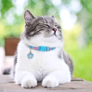 Foto 3 | Breakaway Collars, Paquete De 2 Unidades, Diseño Floral Con Forma De Gato Y Campana Huoguo - Venta Internacional.