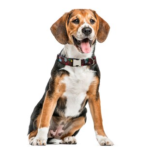 Foto 1 | Collar Para Mascotas Huoguo, Estampado Étnico, Algodón Semimetálico - Venta Internacional.
