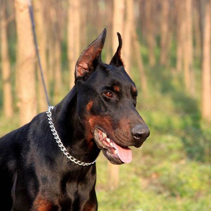 Foto 4 | Collar De Acero Inoxidable Para Perros, Cómodo Y Resistente, 4 M - Venta Internacional.