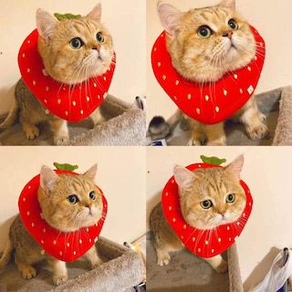 Foto 1 | Collar De Recuperación Para Gatos Huoguo, Cuello Ajustable En Forma De Fresa - Venta Internacional.