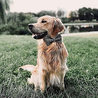 Foto 2 | Collar Para Perro Huoguo, Camuflaje Personalizado Con Lazo, Actualización De 2021 - Venta Internacional.