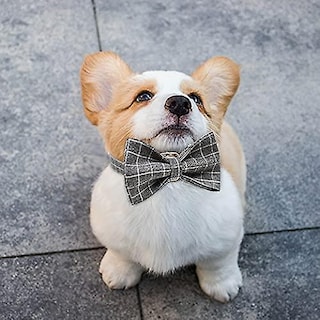 Foto 3 | Collar Para Perro Huoguo, Camuflaje Personalizado Con Lazo, Actualización De 2021 - Venta Internacional.