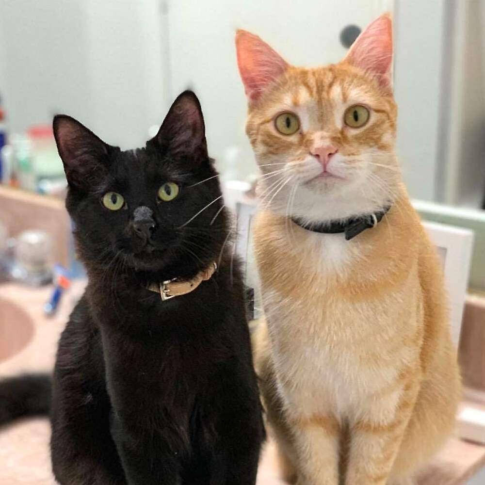 Foto 2 | Collar De Piel Huoguo Para Gatos, 2 Unidades, Suave Y Ajustable, Para Mascotas - Venta Internacional.