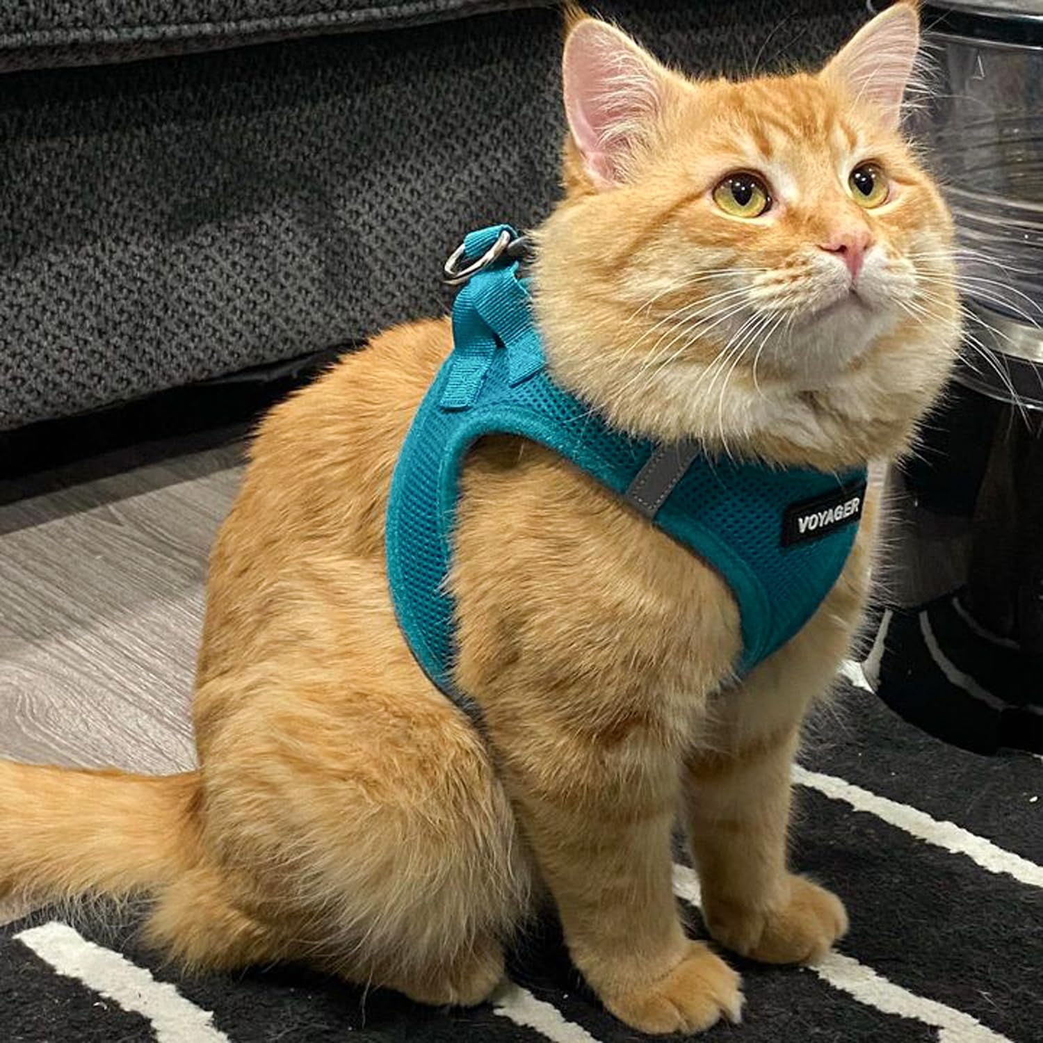 Foto 7 | Malla Harness Best Pet Supplies Para Todo Tipo De Clima Para Pequeñas Y Medianas - Venta Internacional.