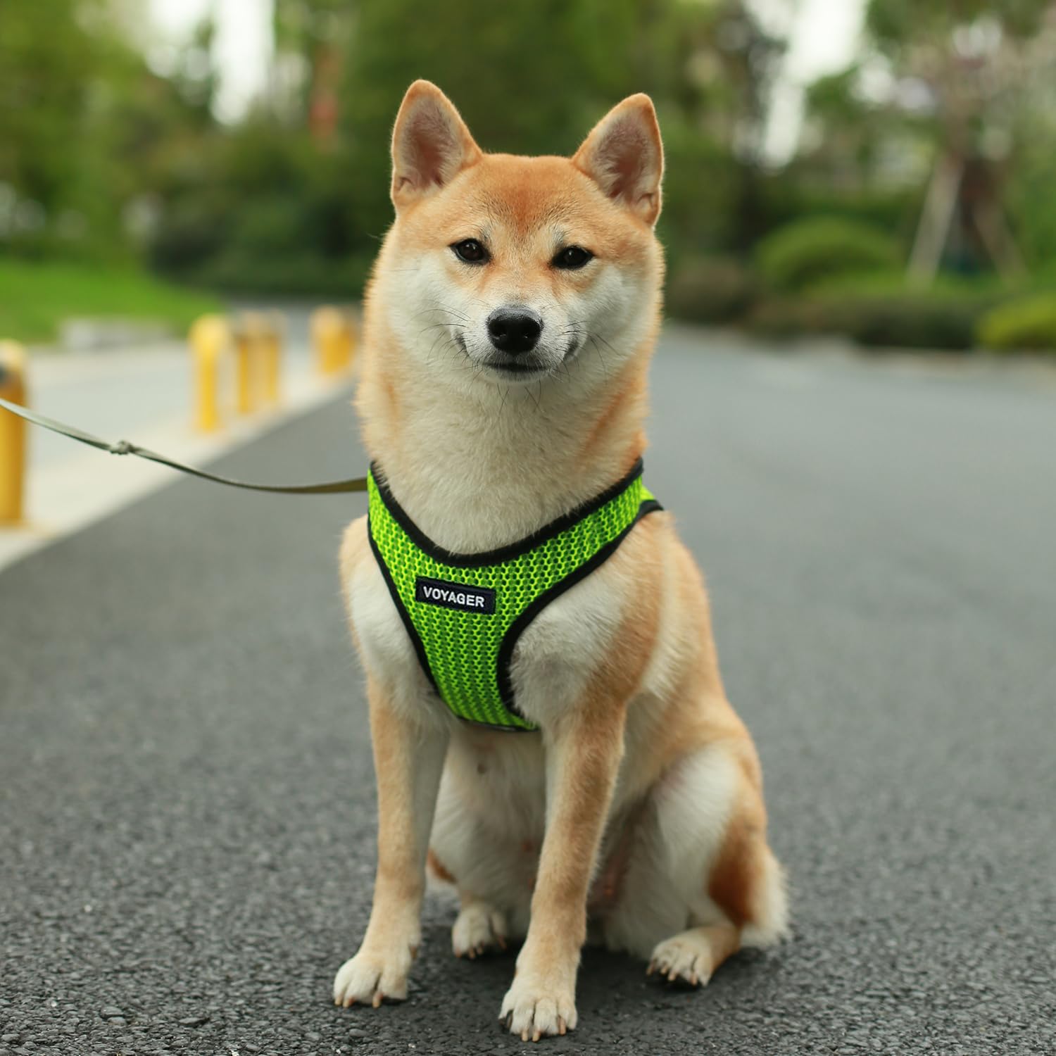 Foto 7 pulgar | Malla Harness Best Pet Supplies Para Todo Tipo De Clima Para Perros Y Gatos Pequeños Y Medianos - Venta Internacional.