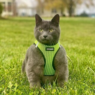 Foto 7 | Malla Harness Best Pet Supplies Para Todo Tipo De Clima Para Perros Y Gatos Pequeños Y Medianos - Venta Internacional.