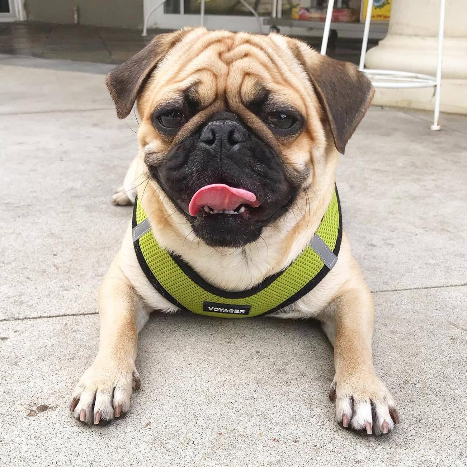 Foto 7 pulgar | Malla Harness Best Pet Supplies Para Todo Tipo De Clima Para Perros Y Gatos Pequeños Y Medianos - Venta Internacional.
