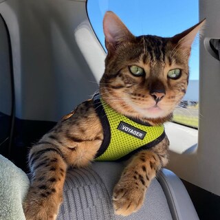 Foto 7 | Malla Harness Best Pet Supplies Para Todo Tipo De Clima Para Perros Y Gatos Pequeños Y Medianos - Venta Internacional.