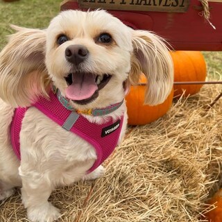 Foto 6 | Arnés Para Perros Best Pet Supplies Voyager Step-in Air Fuchsia M - Venta Internacional.
