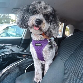 Foto 6 | Arnés Para Perros Best Pet Supplies Voyager Step-in Air Purple Xs - Venta Internacional.