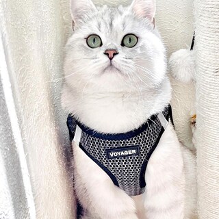 Foto 7 | Arnés Best Pet Supplies, Malla Reflectante Gris Xs Para Todo Clima - Venta Internacional.
