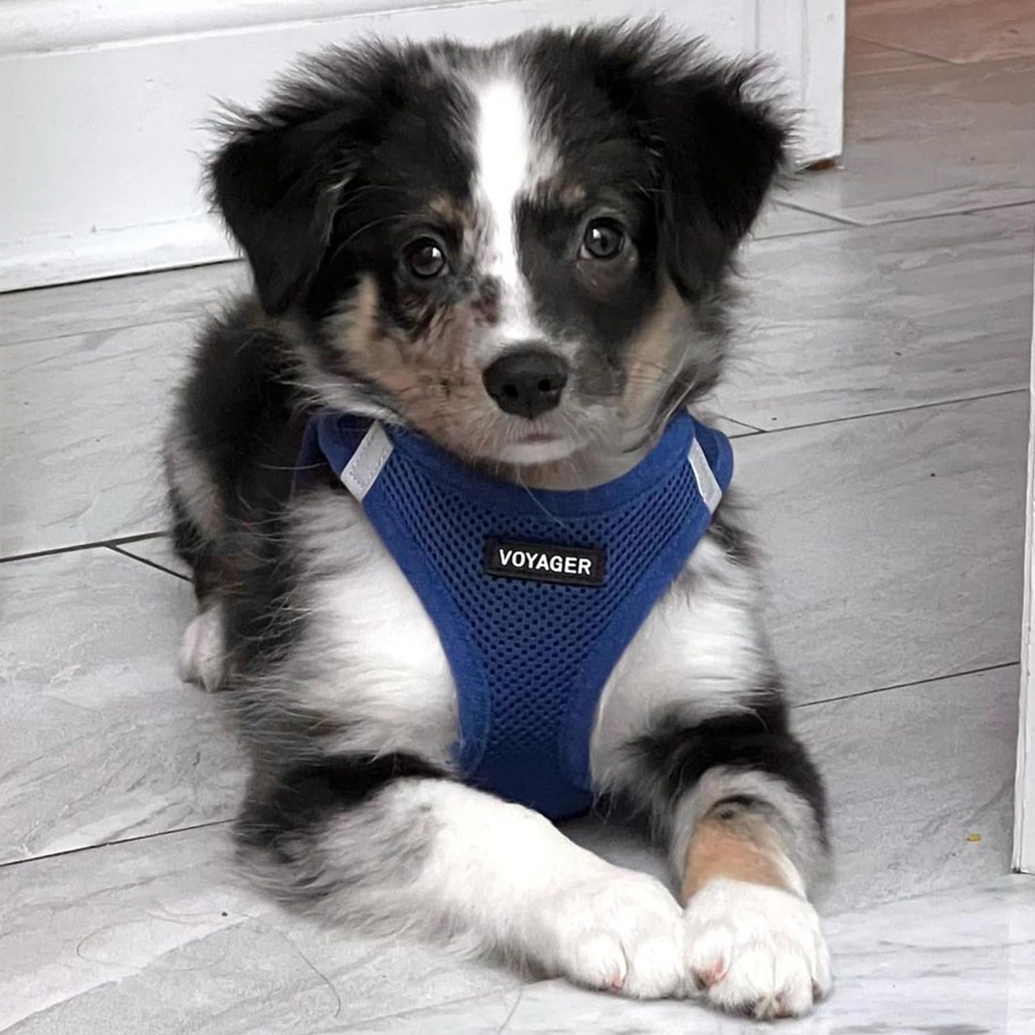 Foto 7 pulgar | Arnés Para Perros Best Pet Supplies Voyager Step-in Air Blue Xs - Venta Internacional.