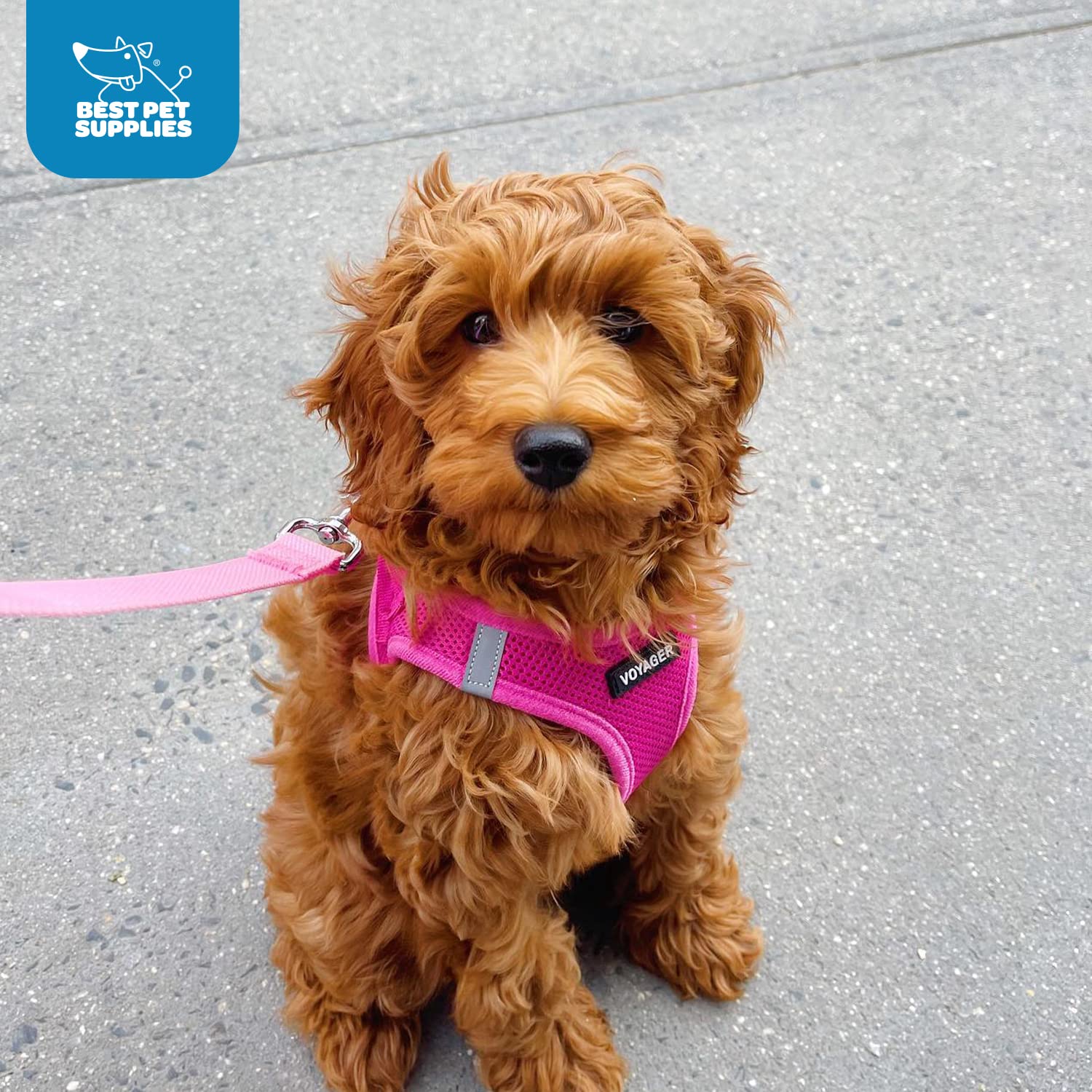 Foto 7 | Arnés Para Perros Best Pet Supplies Voyager Step-in Air Fuchsia Xl - Venta Internacional.