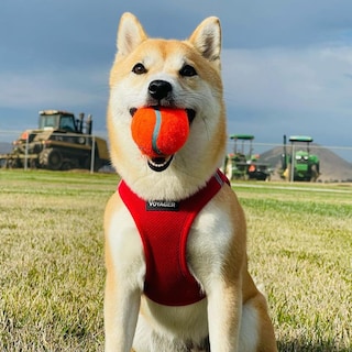 Foto 6 | Arnés Para Perros Best Pet Supplies Voyager Step-in Air Red Xxs - Venta Internacional.