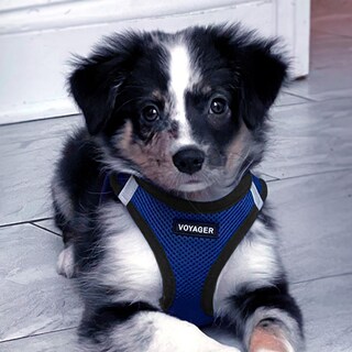 Foto 6 | Arnés Best Pet Supplies, Malla Reflectante Para Todo Clima, Azul L - Venta Internacional.