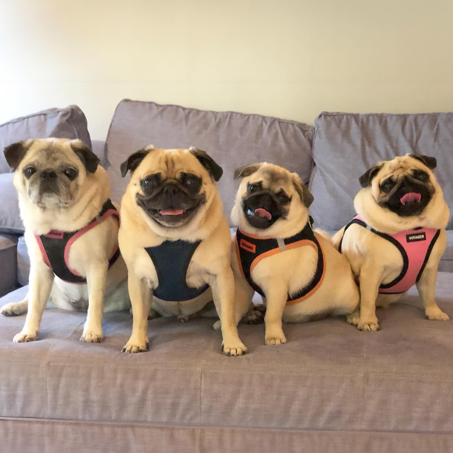 Foto 7 pulgar | Malla Harness Best Pet Supplies Para Todo Tipo De Clima Para Perros Pequeños Xxs - Venta Internacional.