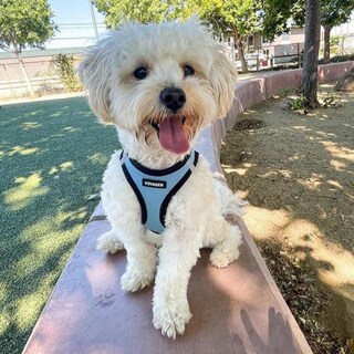Foto 6 | Malla Harness Best Pet Supplies Para Todo Tipo De Clima Para Perros Pequeños Xs - Venta Internacional.
