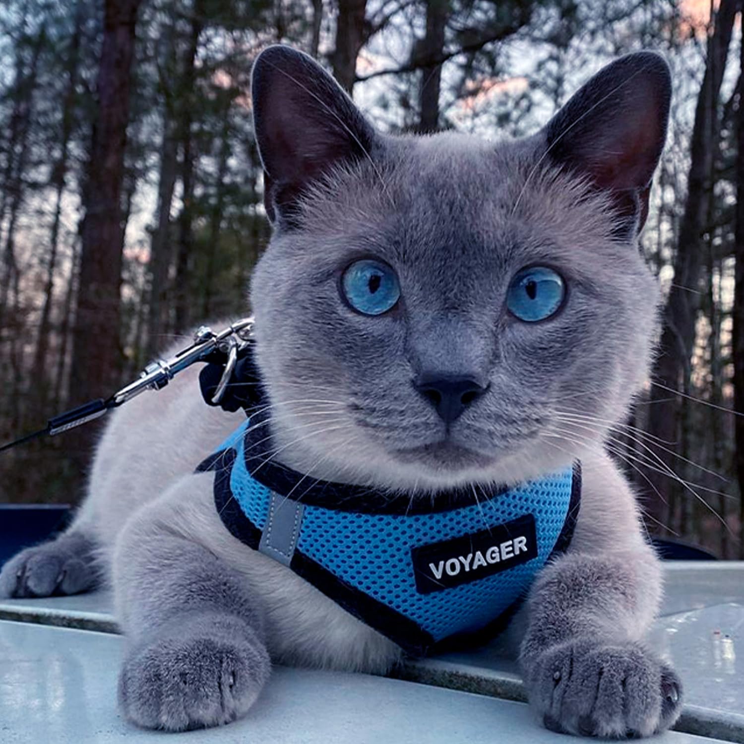 Foto 7 | Malla Harness Best Pet Supplies Para Todo Tipo De Clima Para Perros Pequeños Xs - Venta Internacional.