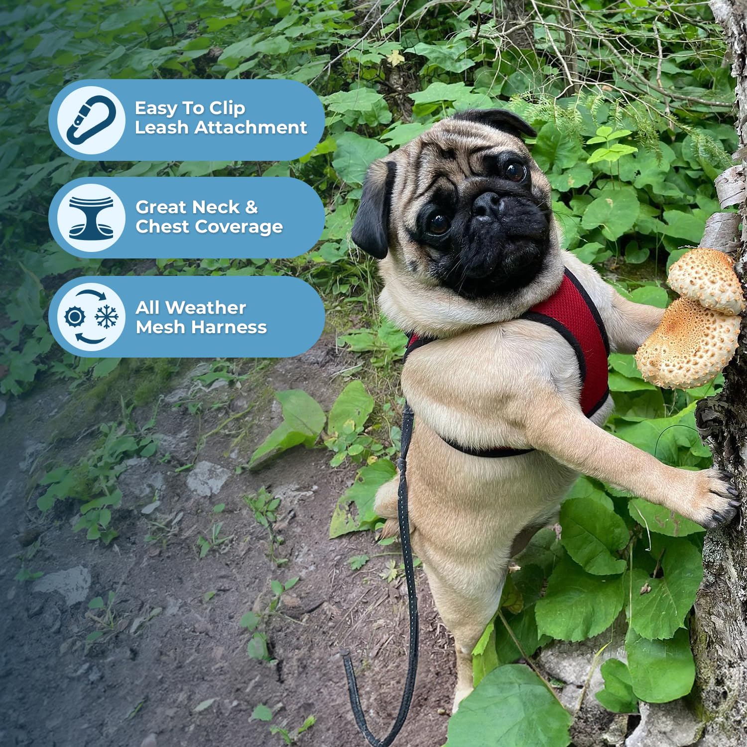 Foto 3 pulgar | Arnés Para Mascotas, Los Mejores Suministros Para Mascotas, Malla Para Todo Clima - Venta Internacional.