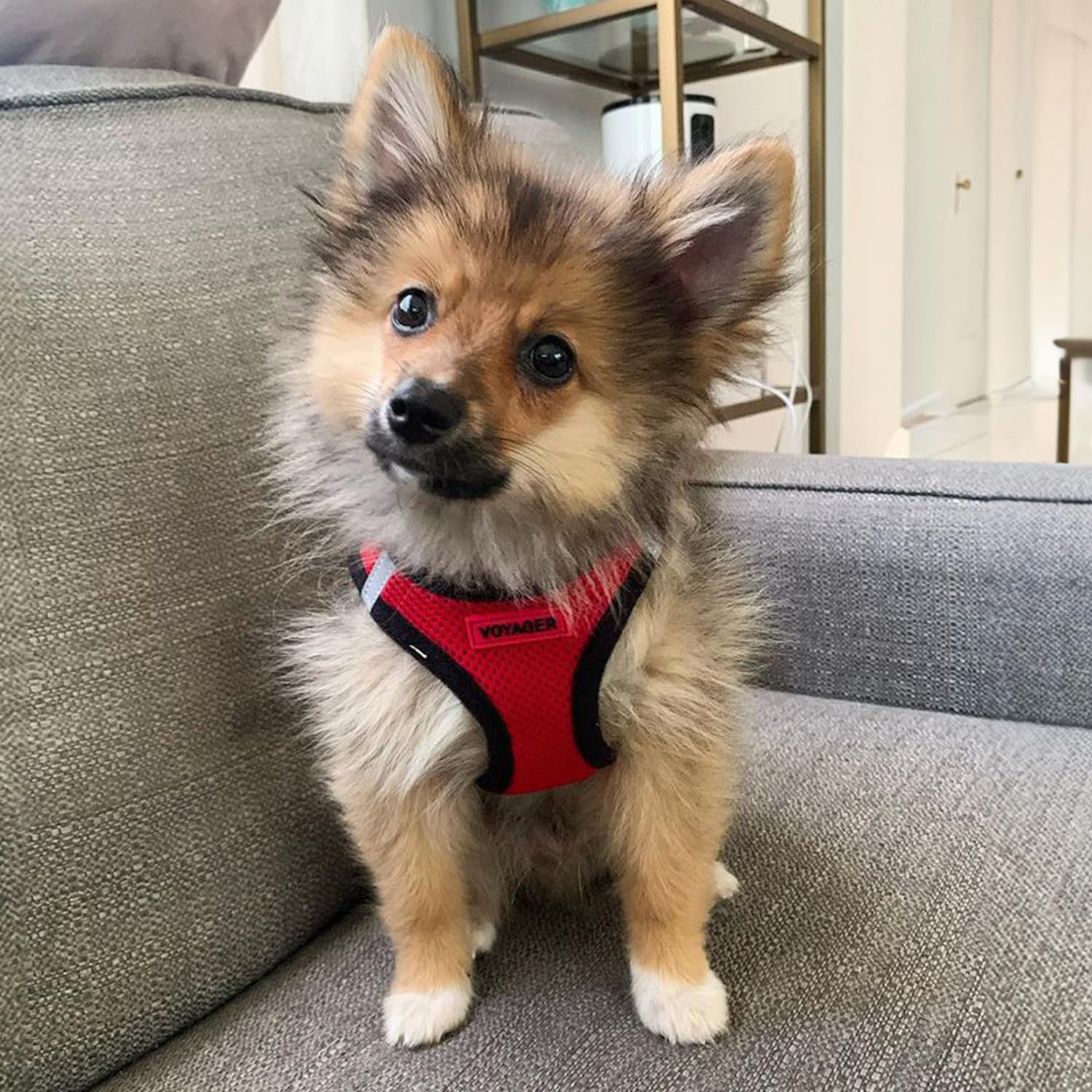 Foto 7 pulgar | Arnés Para Mascotas, Los Mejores Suministros Para Mascotas, Malla Para Todo Clima - Venta Internacional.