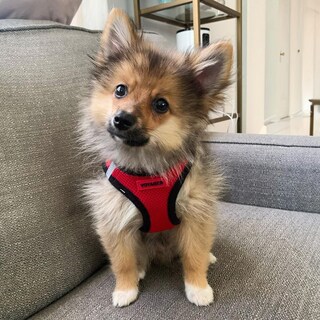 Foto 6 | Arnés Para Mascotas, Los Mejores Suministros Para Mascotas, Malla Para Todo Clima - Venta Internacional.