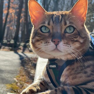 Foto 7 | Malla Harness Best Pet Supplies Para Todo Clima Para Perros Pequeños Y Medianos, Gatos, Army/black Trim - Venta I