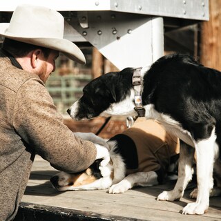Foto 6 | Collar Para Perro Carhartt Con Correas De Nailon Totalmente Ajustables, Tamaño Mediano - Venta Internacional.