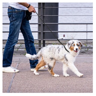Foto 5 | Correa Reflectante Para Perros Belug, Negro Collar 2pz