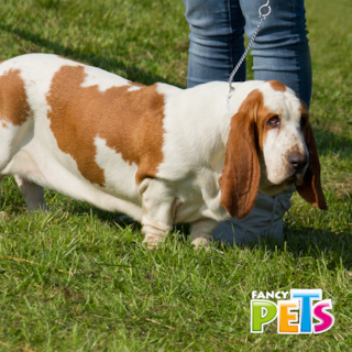 Foto 2 | Collar para Perro Fancy Pets