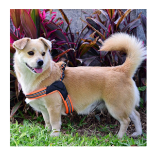 Foto 5 | Pechera Belug color Naranja para Mascota