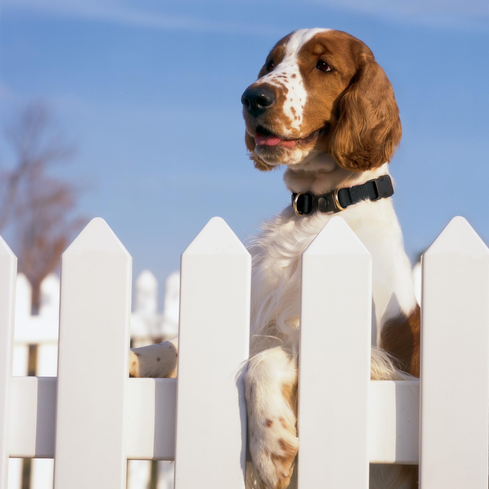 Foto 4 pulgar | Collar para Perro PetSafe Keepsafe Break-Away Pequeño - Venta Internacional