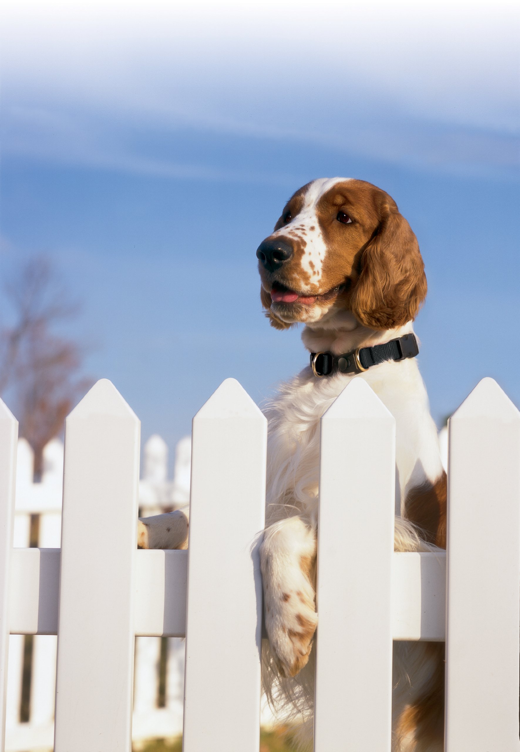 Foto 4 pulgar | Collar Desmontable PetSafe Keepsafe para Perros o Cachorros - Venta Internacional