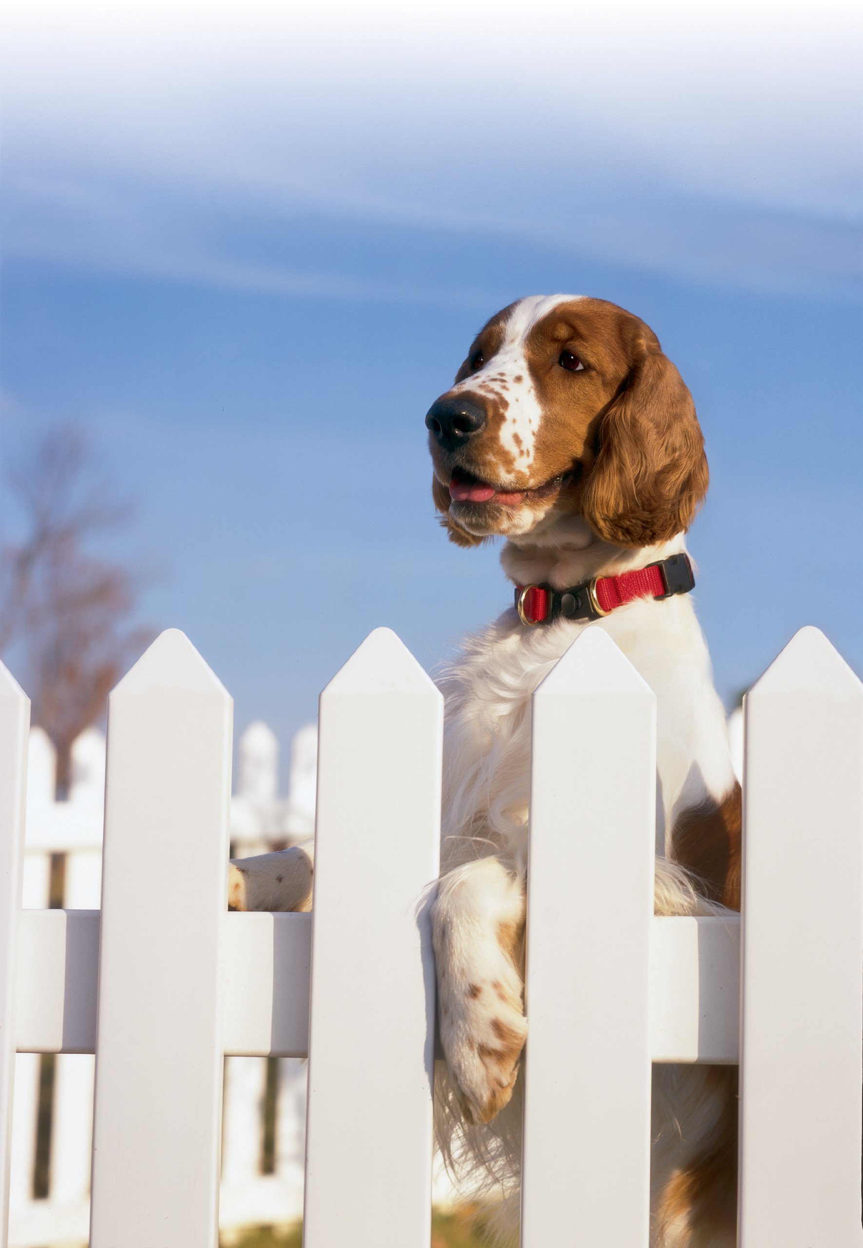 Foto 4 pulgar | Collar Desmontable PetSafe Keepsafe para Perros o Cachorros - Venta Internacional
