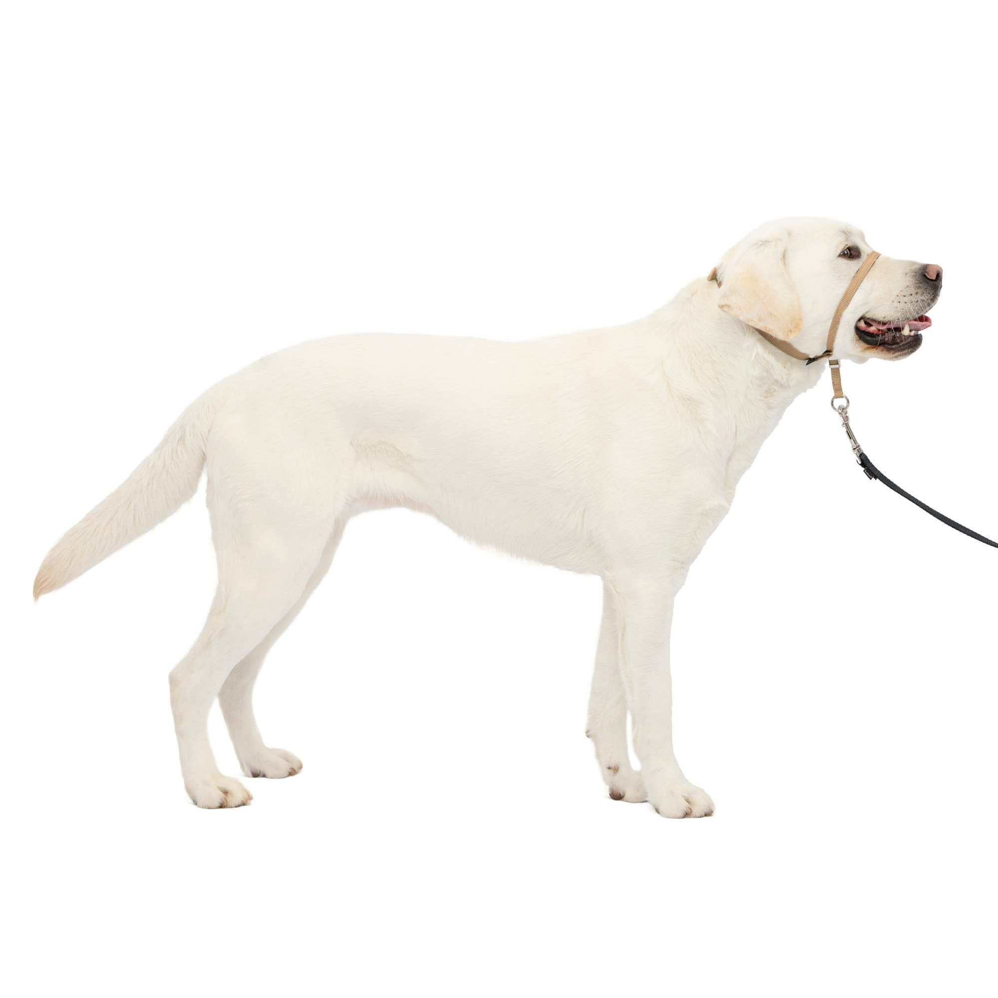 Collar De Cabeza Petsafe Gentle Leader No-pull Para Perro, Tamaño Grande - Venta Internacional.
