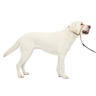 Foto 1 | Collar De Cabeza Petsafe Gentle Leader No-pull Para Perro, Tamaño Grande - Venta Internacional.
