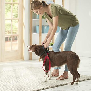 Foto 5 | Correa Para Perros Franklin Pet Supply, De Nailon, Cómoda, D - Venta Internacional.