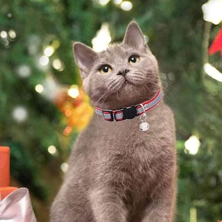 Foto 4 | Collares Para Gatos Huoguo Safety Breakaway De Piel Reflectante Roja - Venta Internacional.