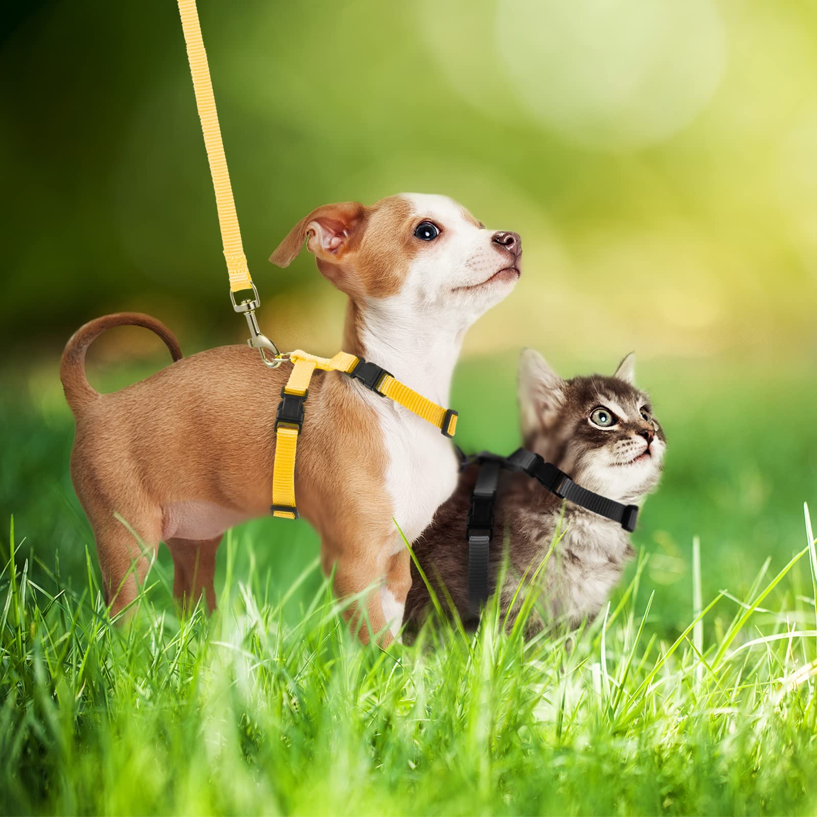 Foto 5 pulgar | Juego De Arneses Para Mascotas Para Conejos, Gatitos, Cachorros Y Hurones (5 Unidades) - Venta Internacional.