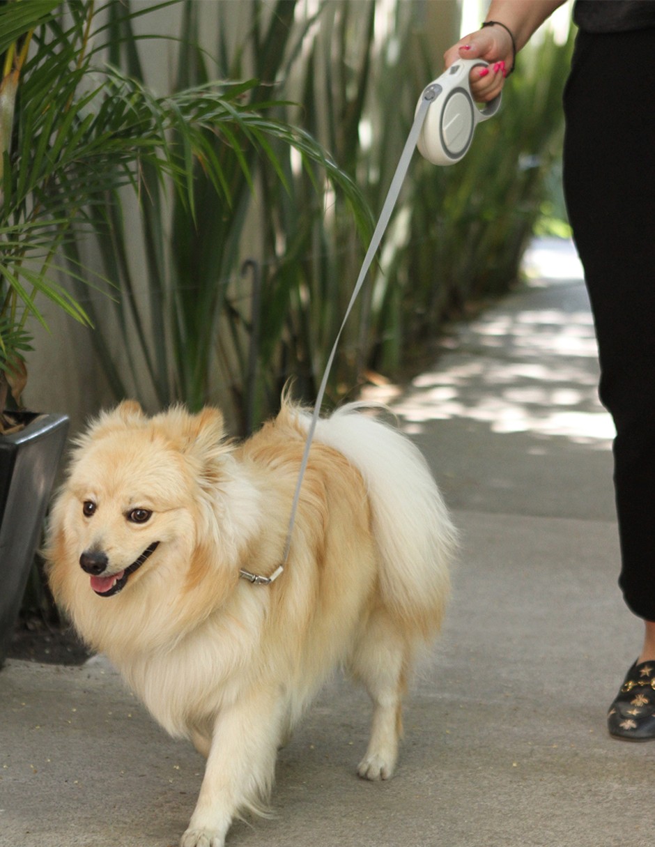 Foto 2 | Correa Extensible Storyland De Plástico Para Perro
