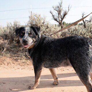 Foto 7 | Correa Para Perro Carhartt Pet, Duradera, De Nailon, Reflectante, Pequeña - Venta Internacional.