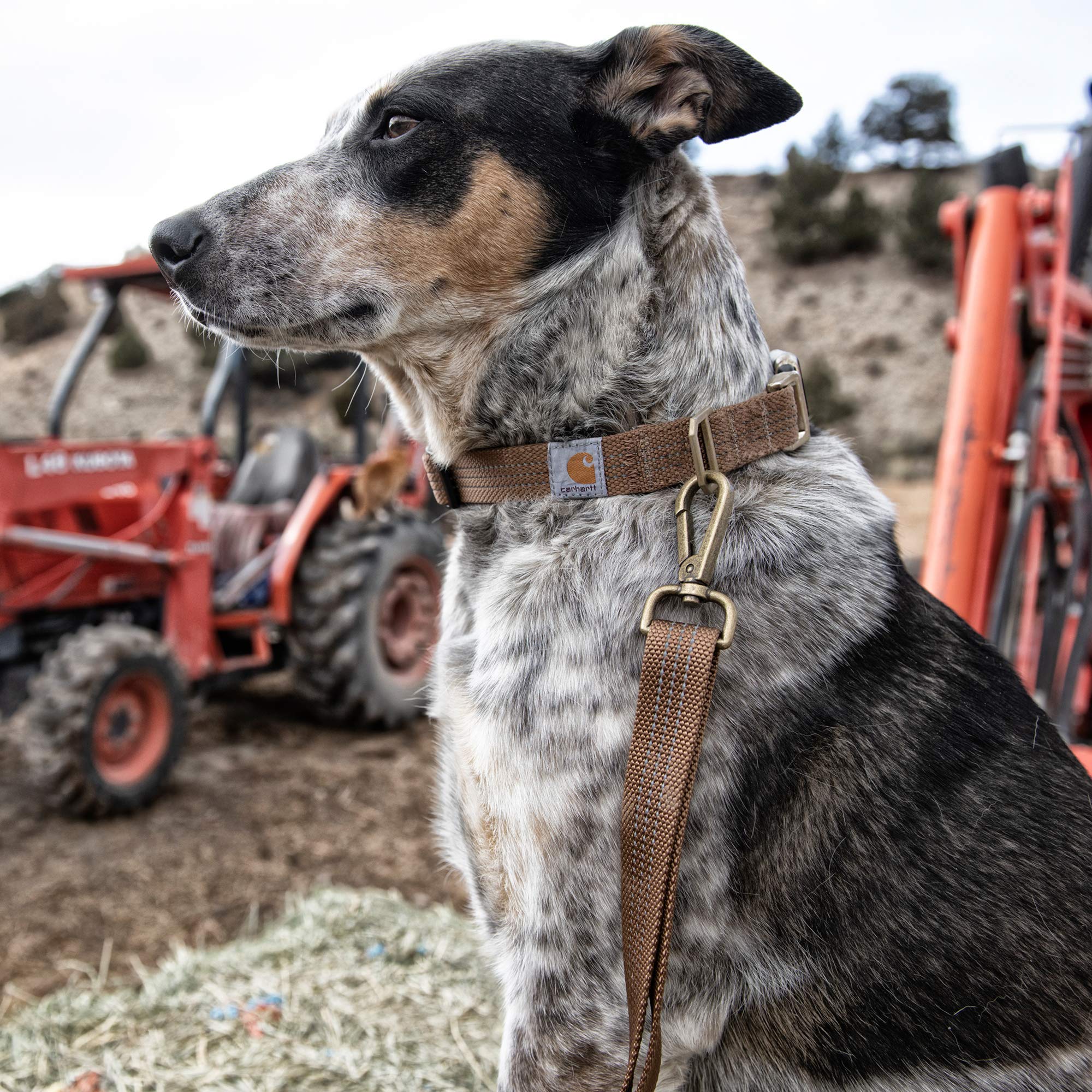 Foto 7 | Correa Para Perro Carhartt, Duradera, De Nailon, Color Naranja, Tamaño Grande - Venta Internacional.