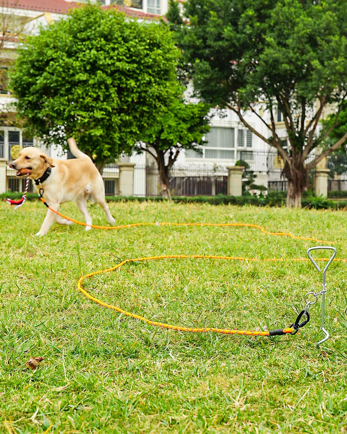 Foto 5 pulgar | Correa Larga Para Perros Training Leash Joytale, 30 Pies, Color Naranja - Venta Internacional.