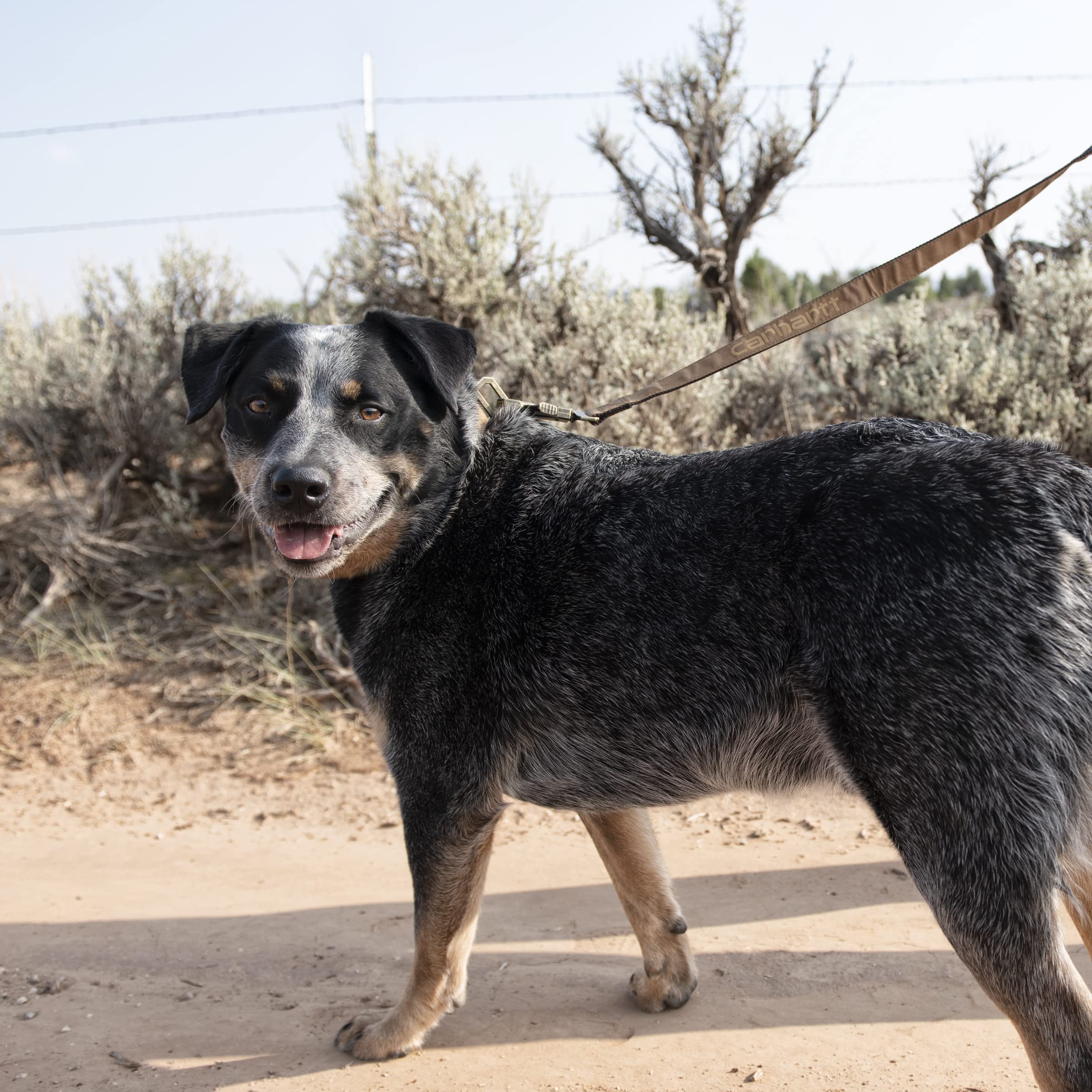 Foto 6 | Correa Para Perro Carhartt De Nailon Con Forma De Pato, Color Negro Y Latón Cepillado, Tamaño Grande - Venta Intern
